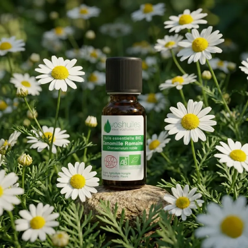 Huile Essentielle BIO de Camomille Romaine