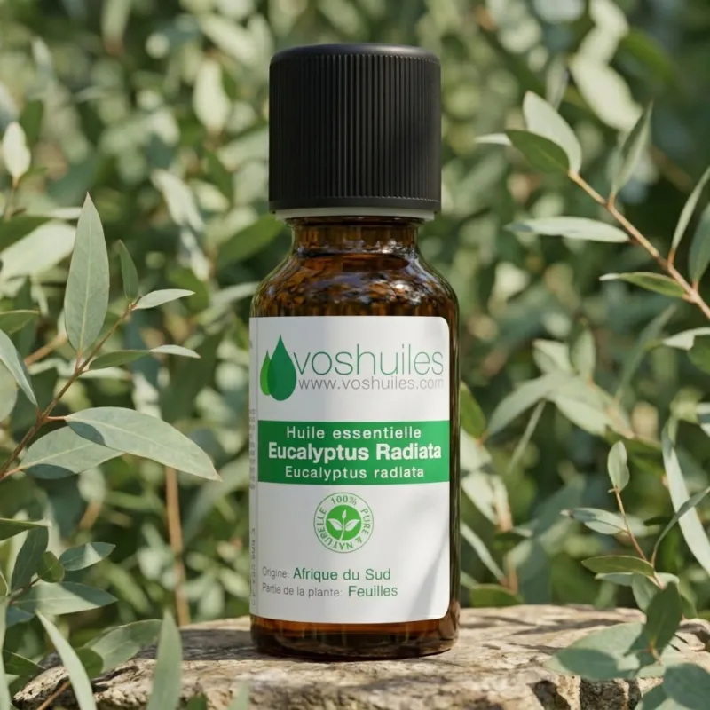 Huile Essentielle d'Eucalyptus Radiata