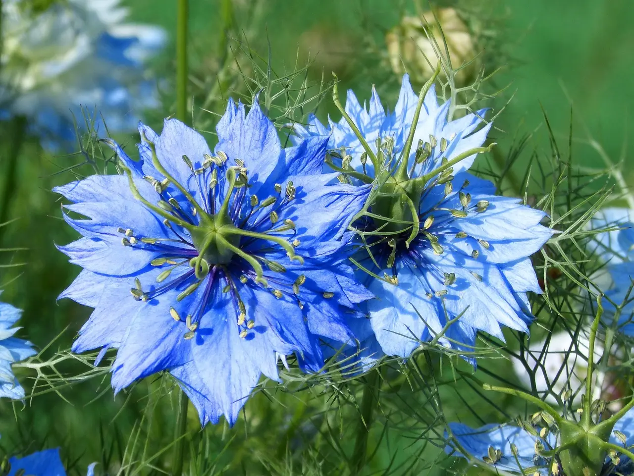 Nigelle