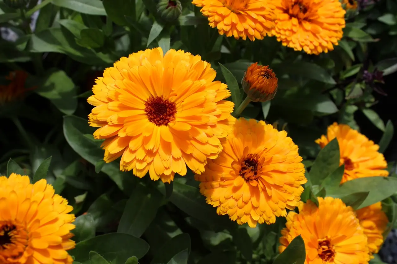 Calendula