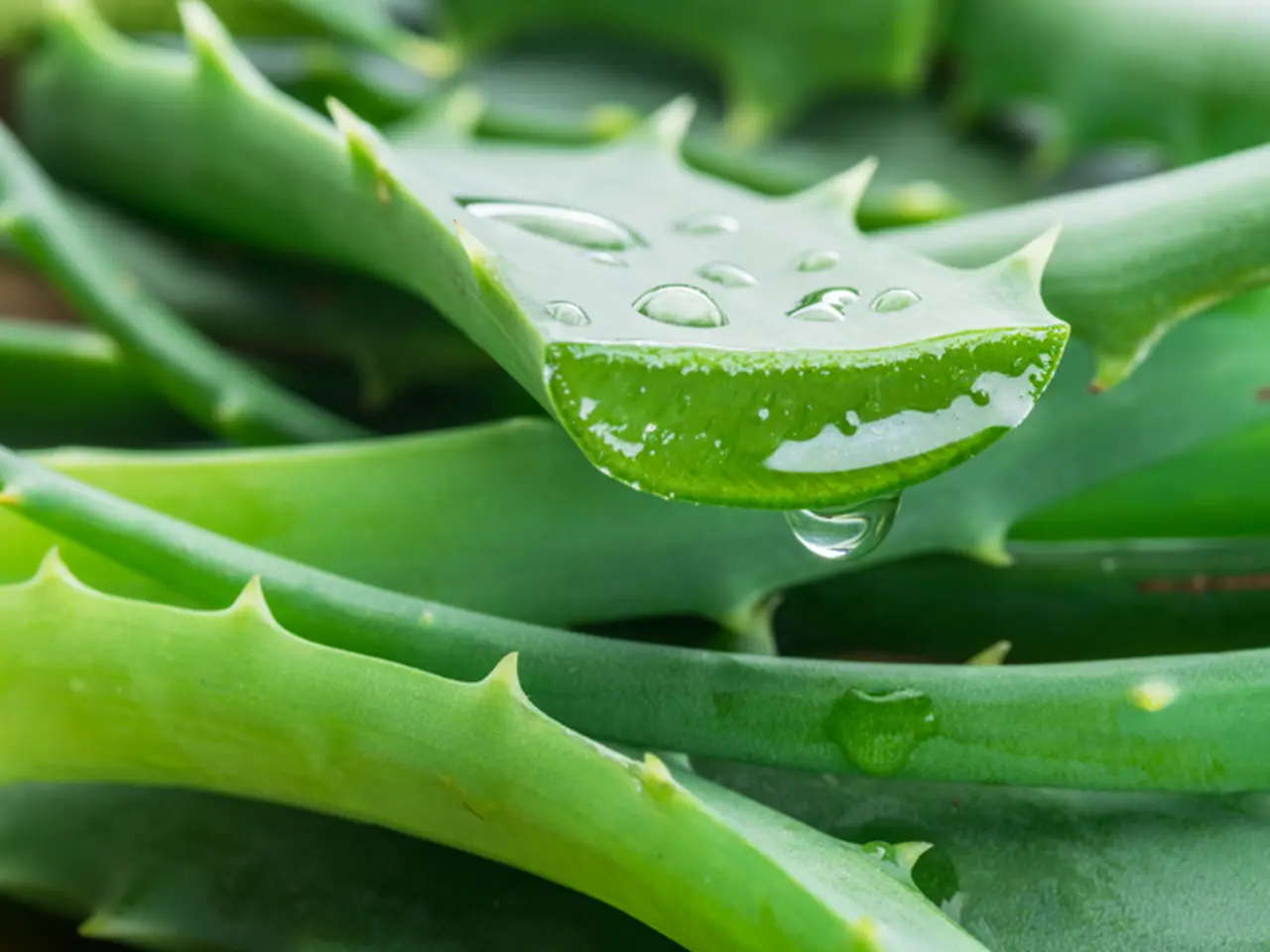 Aloe Vera (Eau végétale)