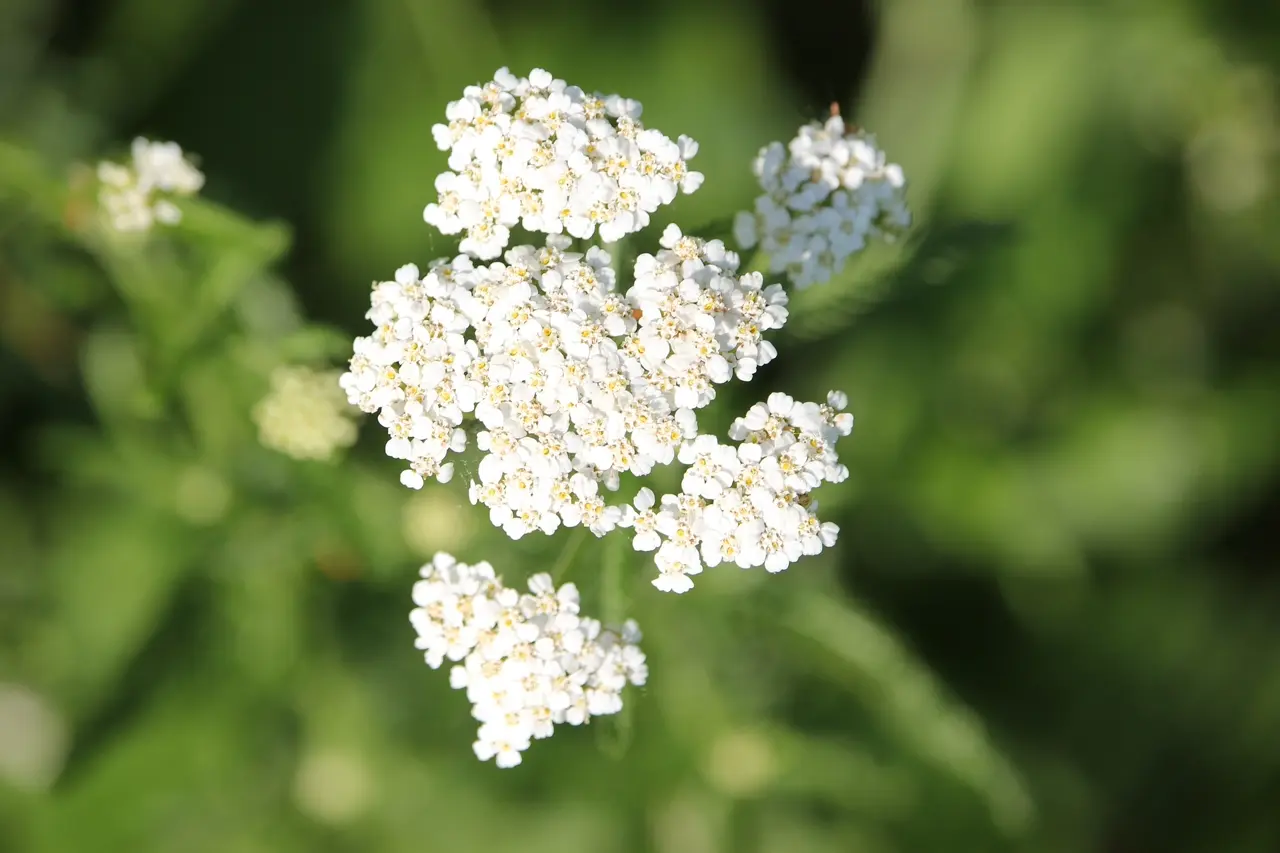 Achillée millefeuille