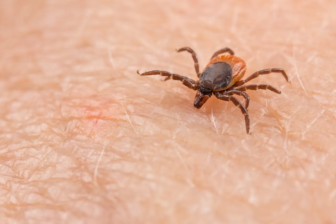 Vaporisateur prévention contre la maladie de Lyme