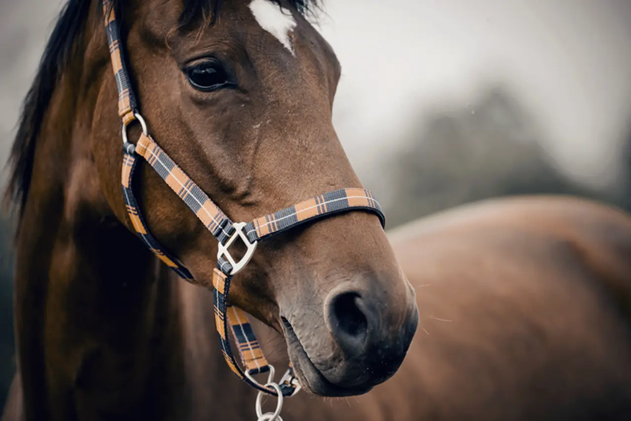 Beauté et repousse du poil de votre cheval