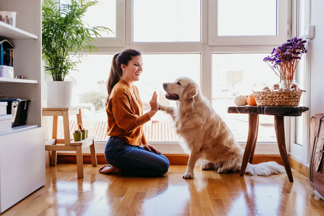 Gérer le stress de votre chien avec les huiles essentielles