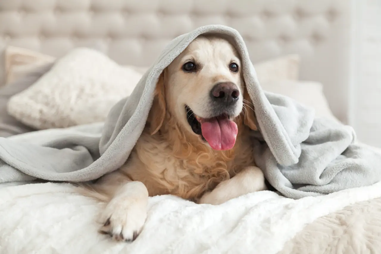 Shampoing sec pour chien avec des huiles essentielles