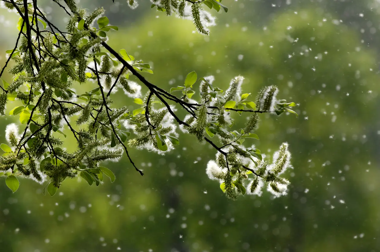 Atténuer les allergies du printemps avec des huiles essentielles