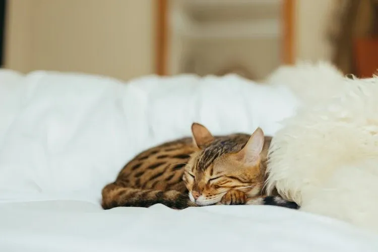 Peut-on utiliser des huiles essentielles pour son chat ?
