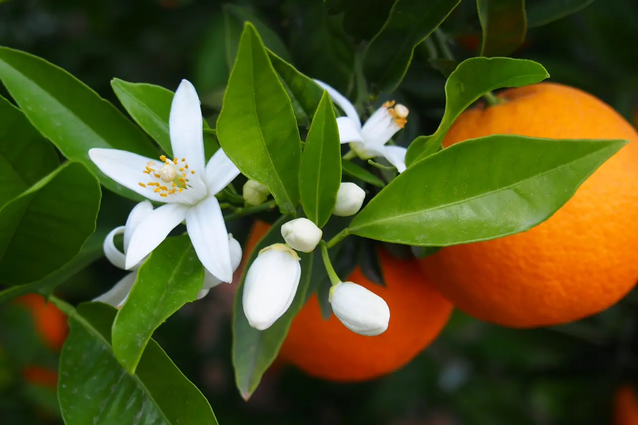 Fleur d'oranger