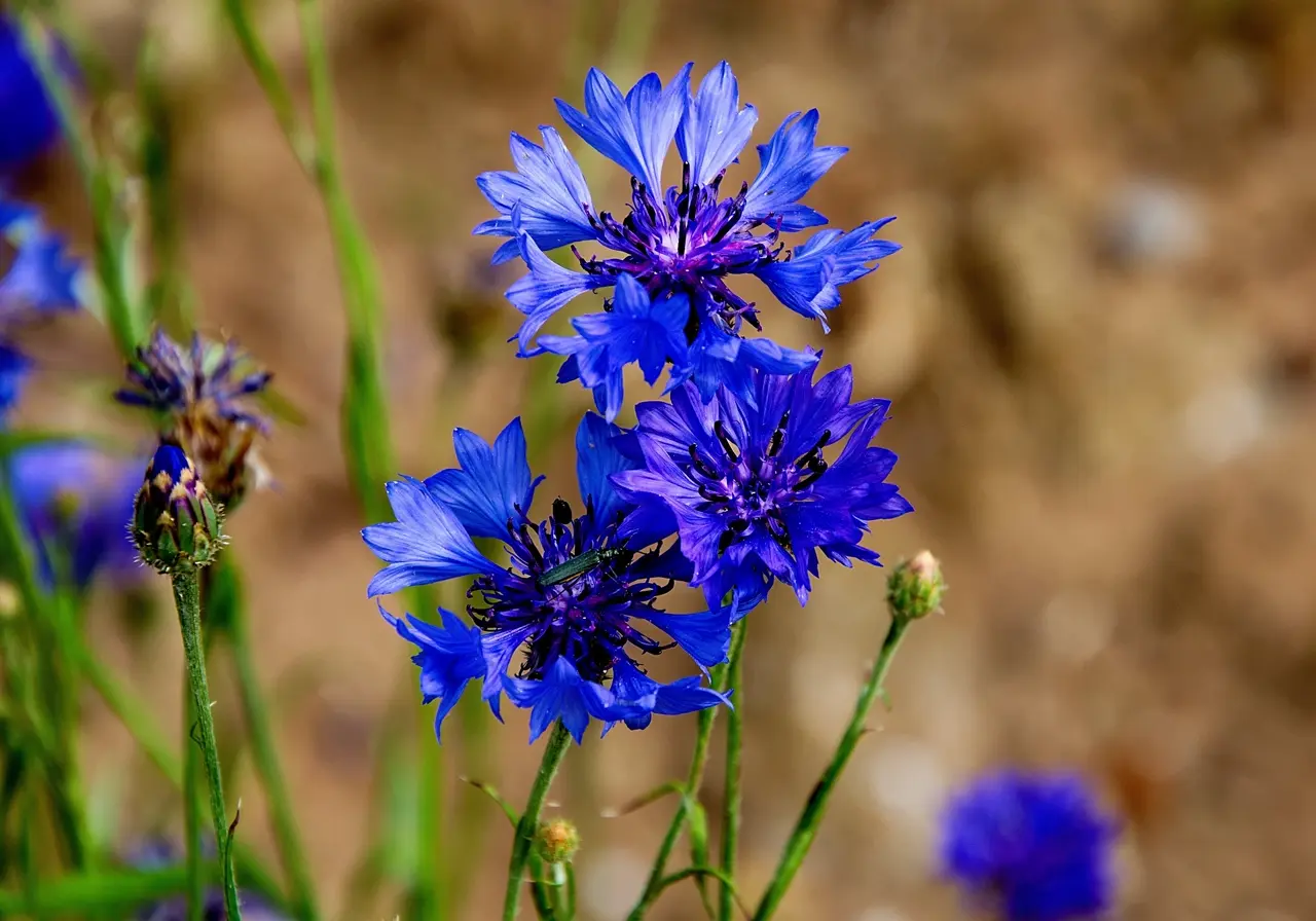 Bleuet