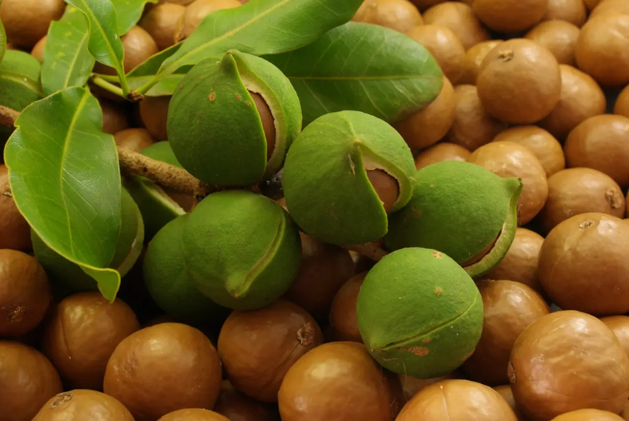 Macadamia