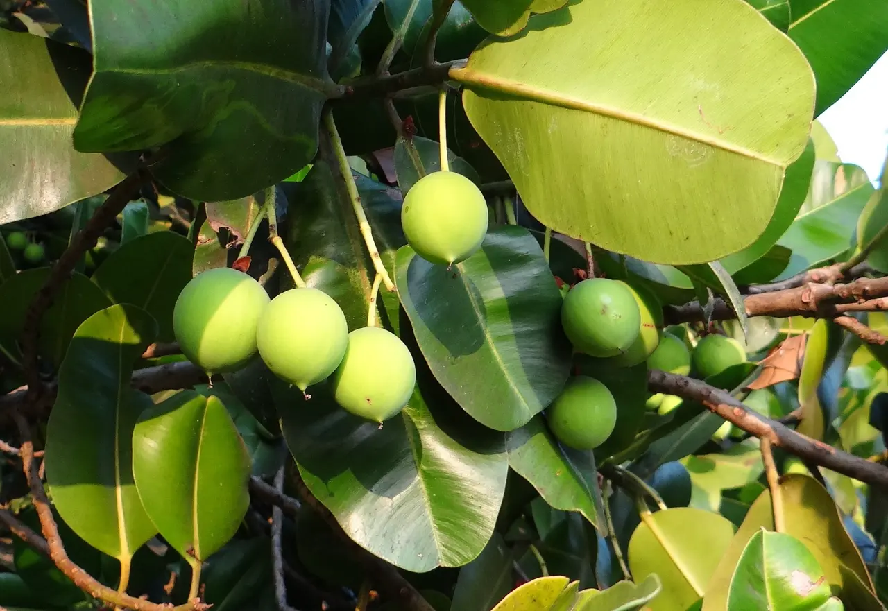 Calophylle