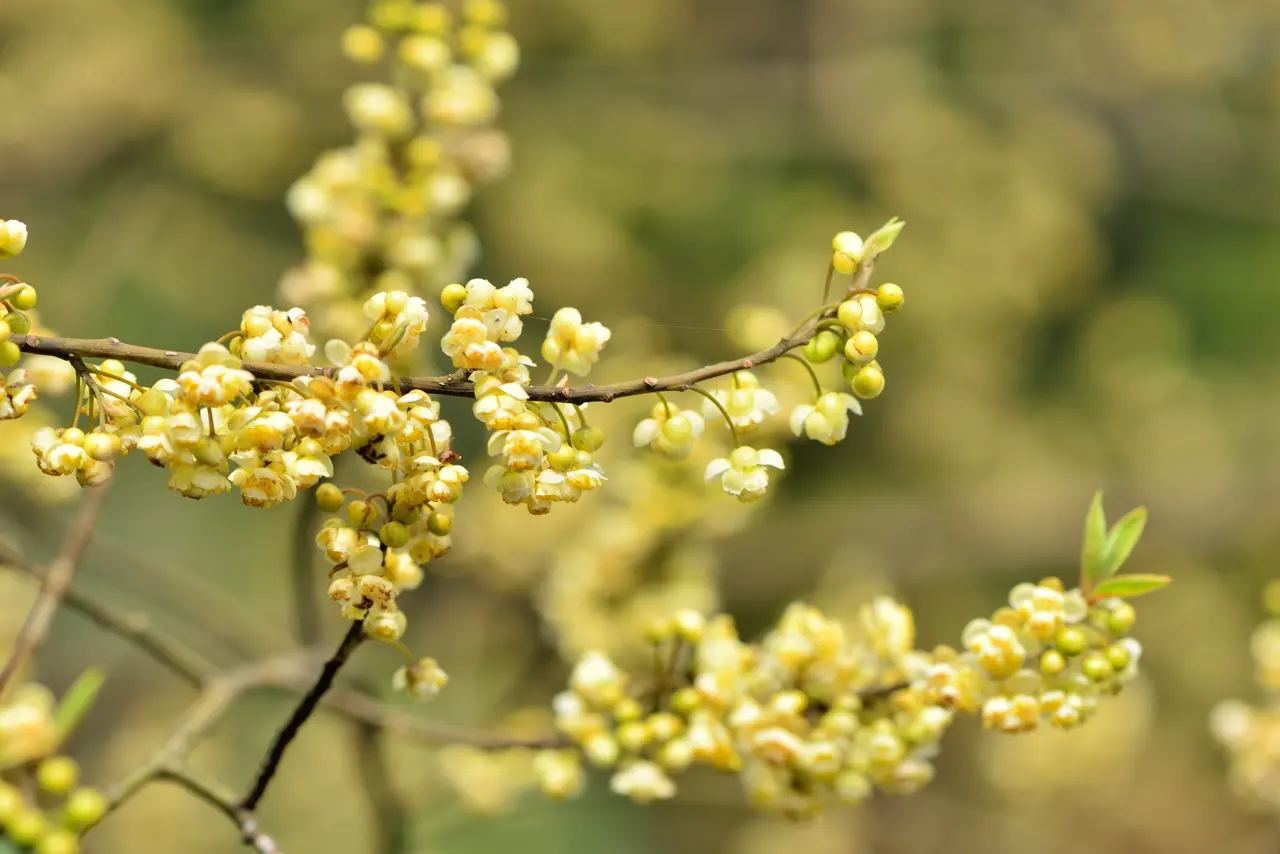 Litsée citronnée