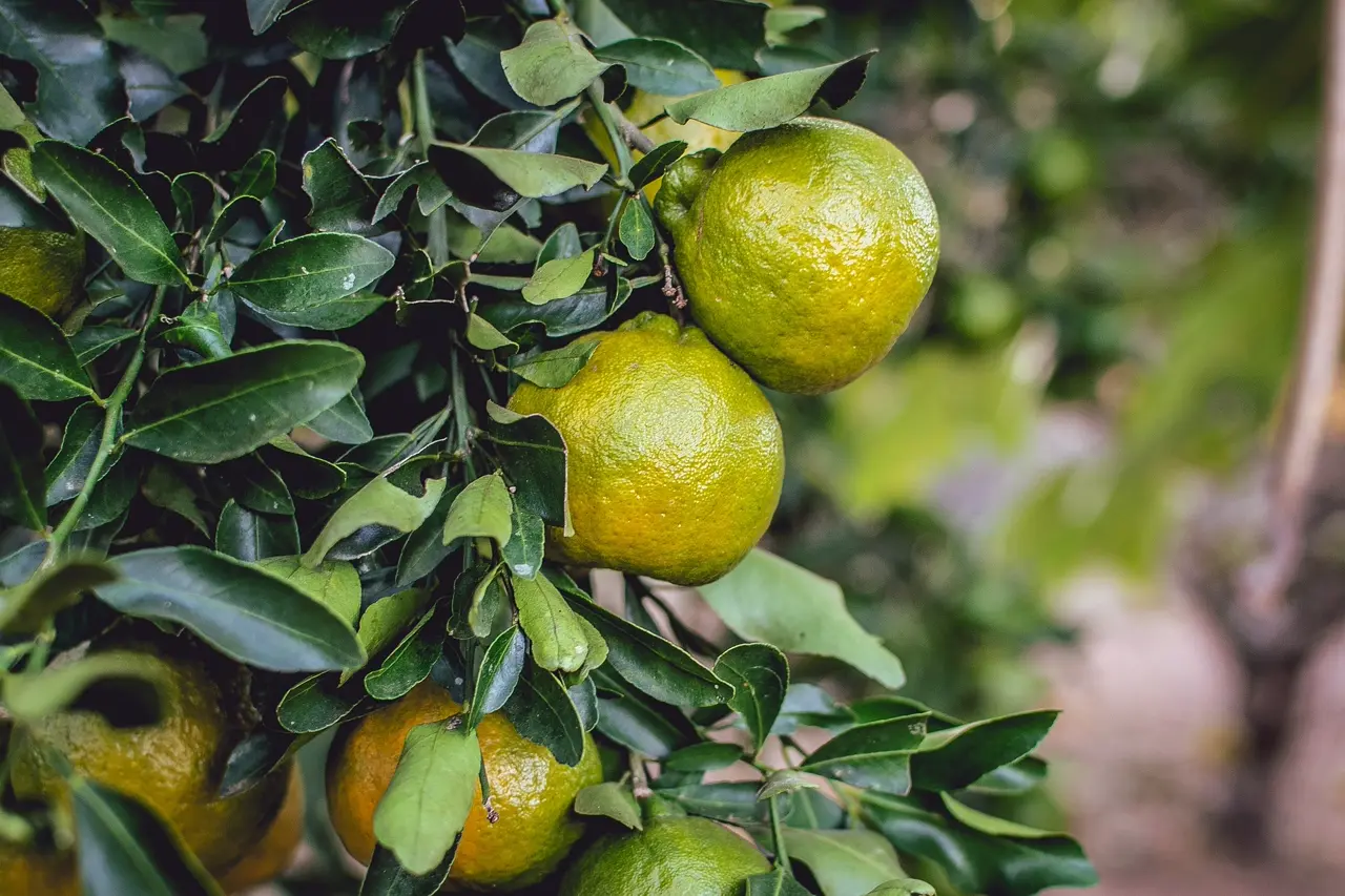 Mandarine verte