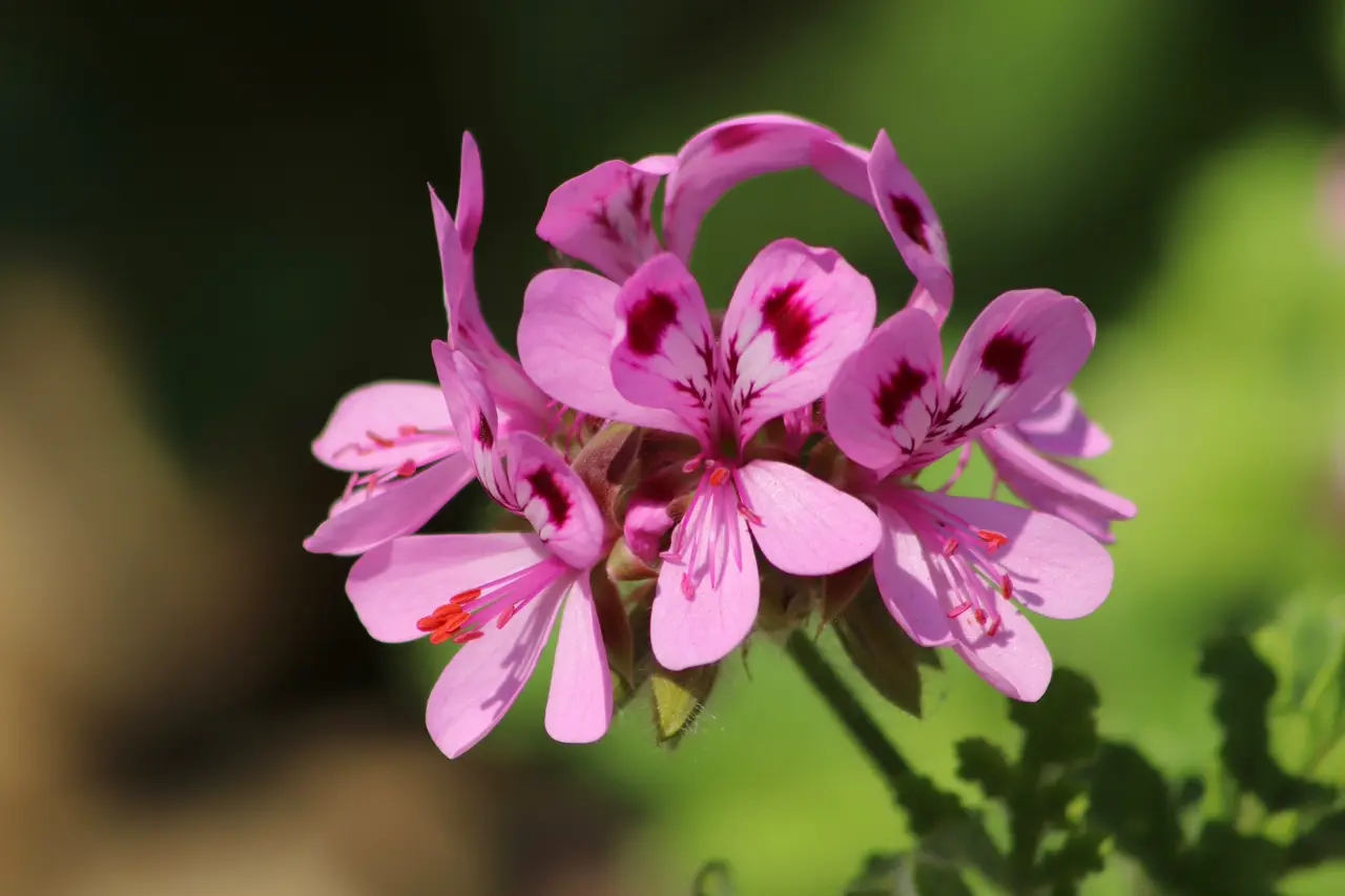 Géranium Bourbon