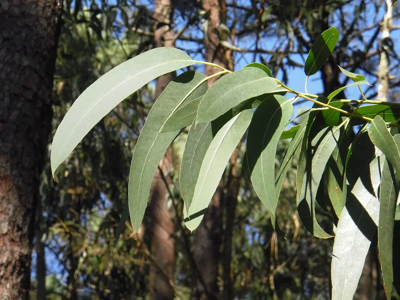 Eucalyptus à cryptone