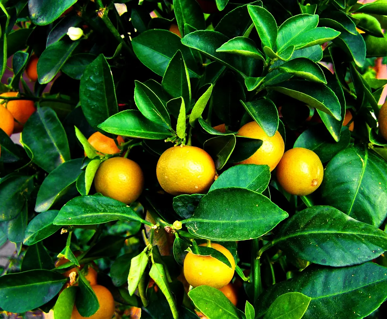 Mandarine