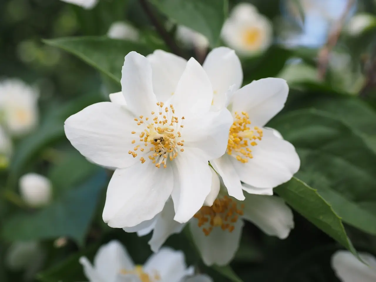 Jasmin Grandiflorum