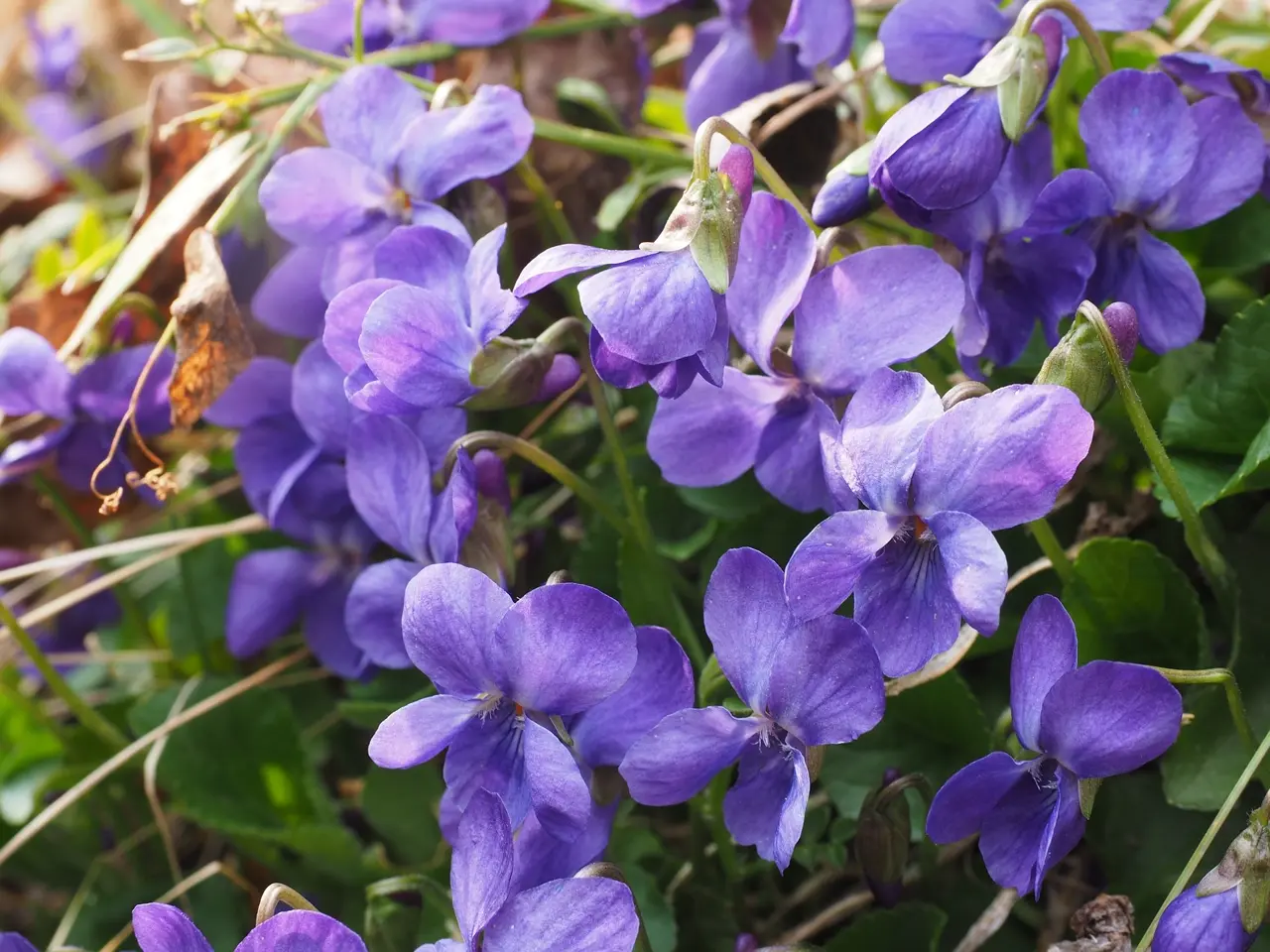 Violette