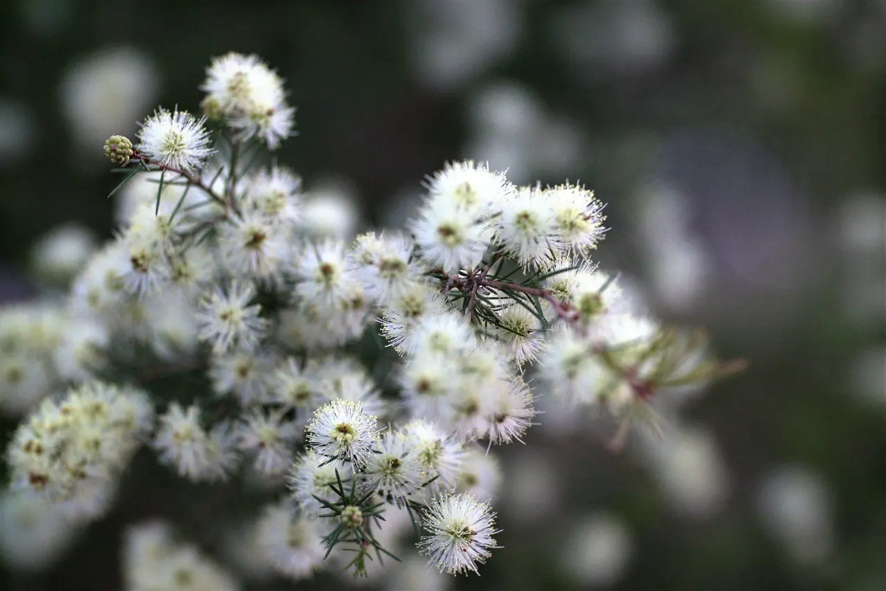 Kunzea