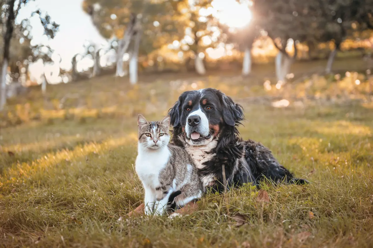 Les huiles essentielles et nos animaux de compagnie