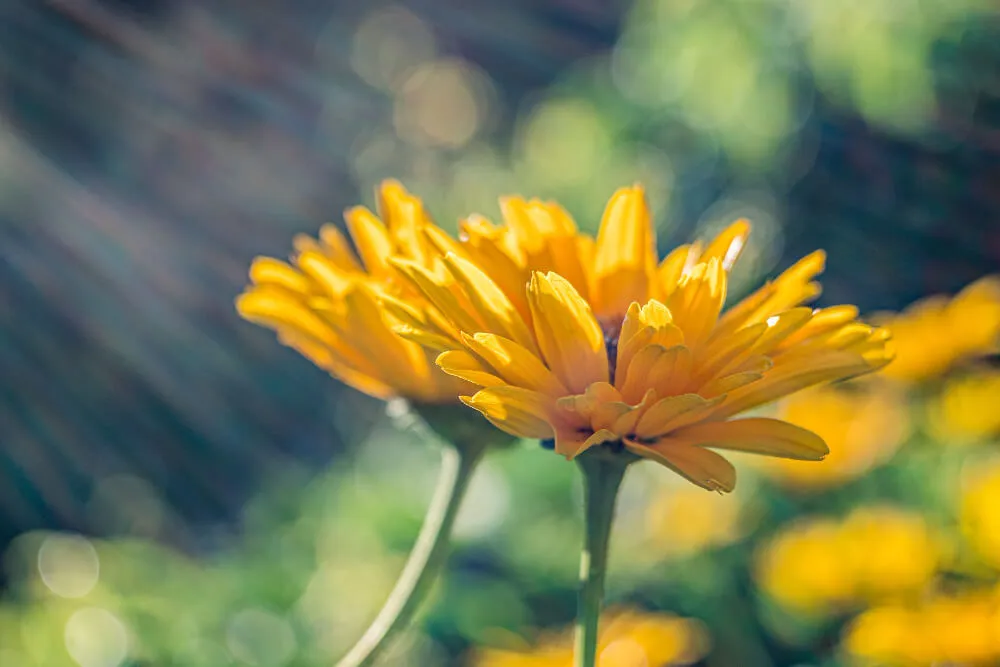 Les utilisations de la gaulthérie avec l’arnica en aromathérapie