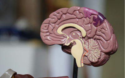 Booster sa mémoire grâce aux huiles essentielles
